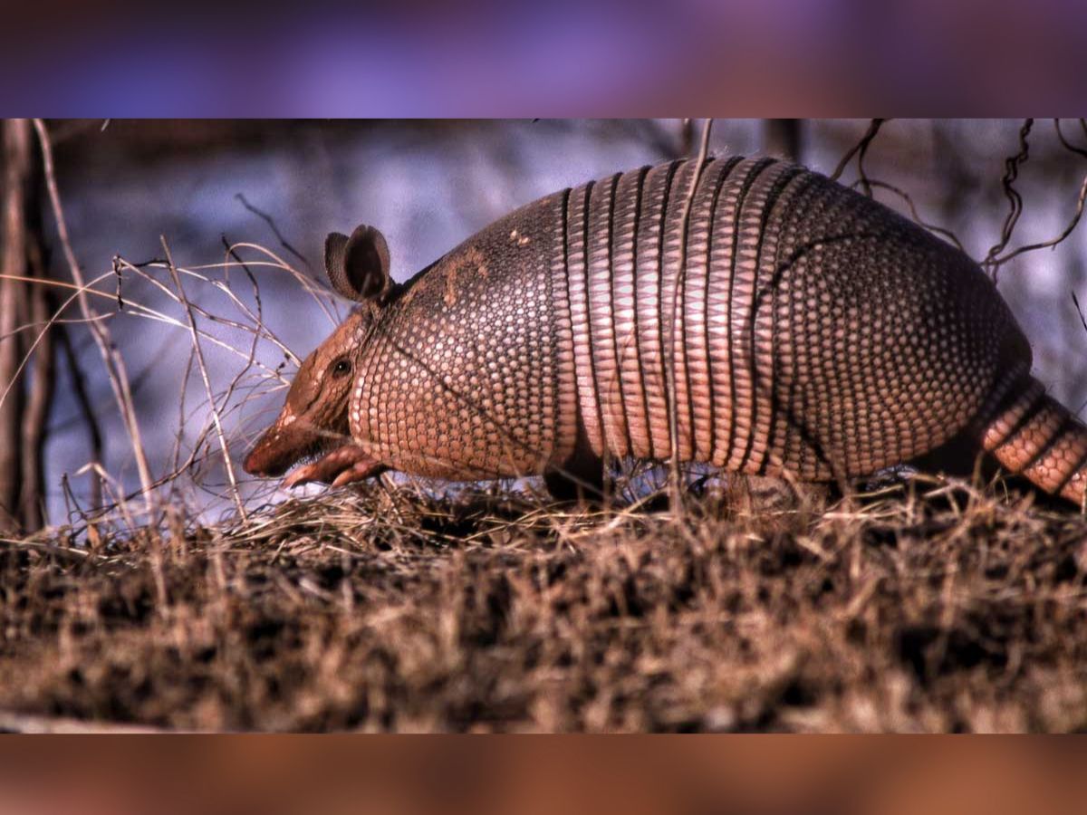 Only Bulletproof Animal 4 - Photo Gallery