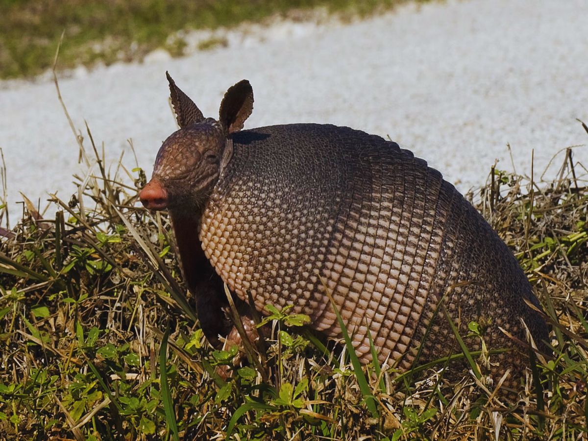 Only Bulletproof Animal 5 - Photo Gallery