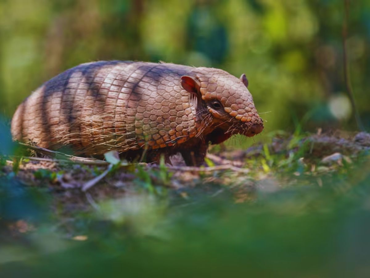 Only Bulletproof Animal 6 - Photo Gallery