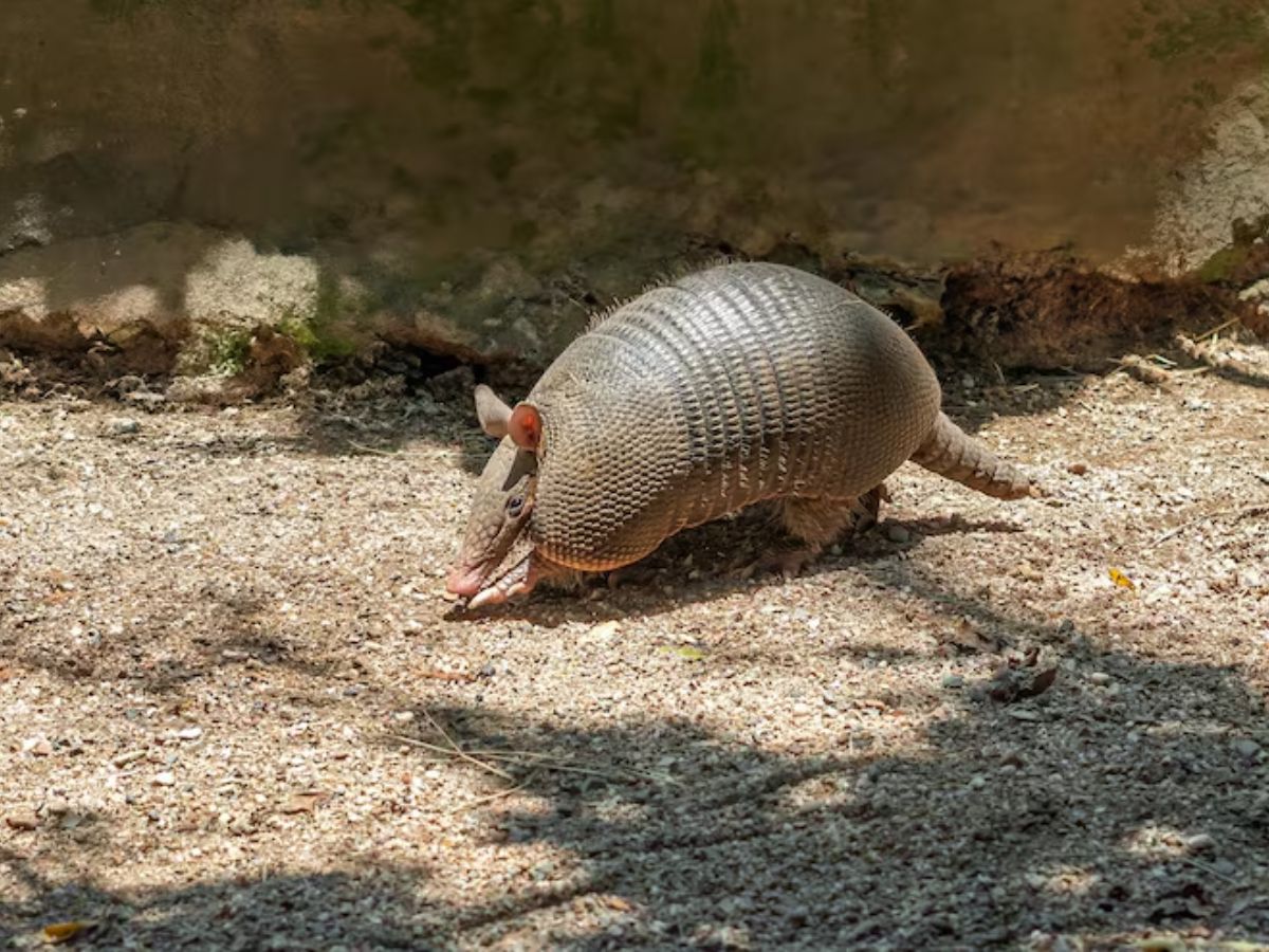 Only Bulletproof Animal 7 - Photo Gallery