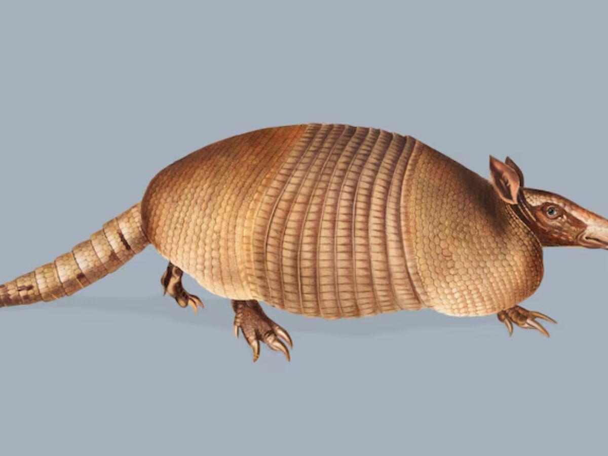 Only Bulletproof Animal 8 - Photo Gallery