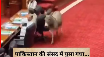 Video: पाकिस्तान की संसद में घुसा गधा, हर तरफ मच गया हड़कंप; वायरल वीडियो ने सोशल मीडिया में मचाई सनसनी