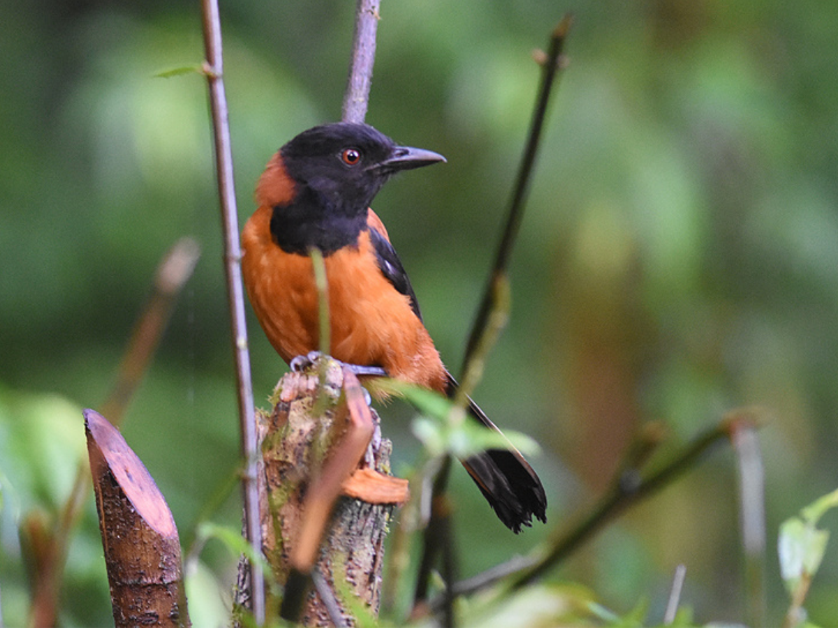 दुनिया की सबसे जहरीली चिड़िया, जिसके अंदर कोबरा वाला जहर; छूते ही निकल जाएंगे ‘प्राण’ - Photo Gallery