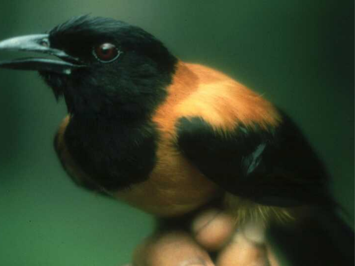 दुनिया की सबसे जहरीली चिड़िया, जिसके अंदर कोबरा वाला जहर; छूते ही निकल जाएंगे ‘प्राण’ - Photo Gallery