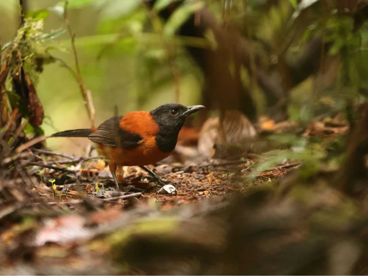 दुनिया की सबसे जहरीली चिड़िया, जिसके अंदर कोबरा वाला जहर; छूते ही निकल जाएंगे ‘प्राण’ - Photo Gallery