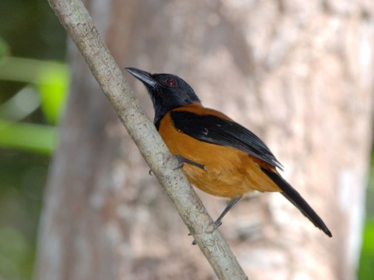 दुनिया की सबसे जहरीली चिड़िया, जिसके अंदर कोबरा वाला जहर; छूते ही निकल जाएंगे ‘प्राण’ - Photo Gallery