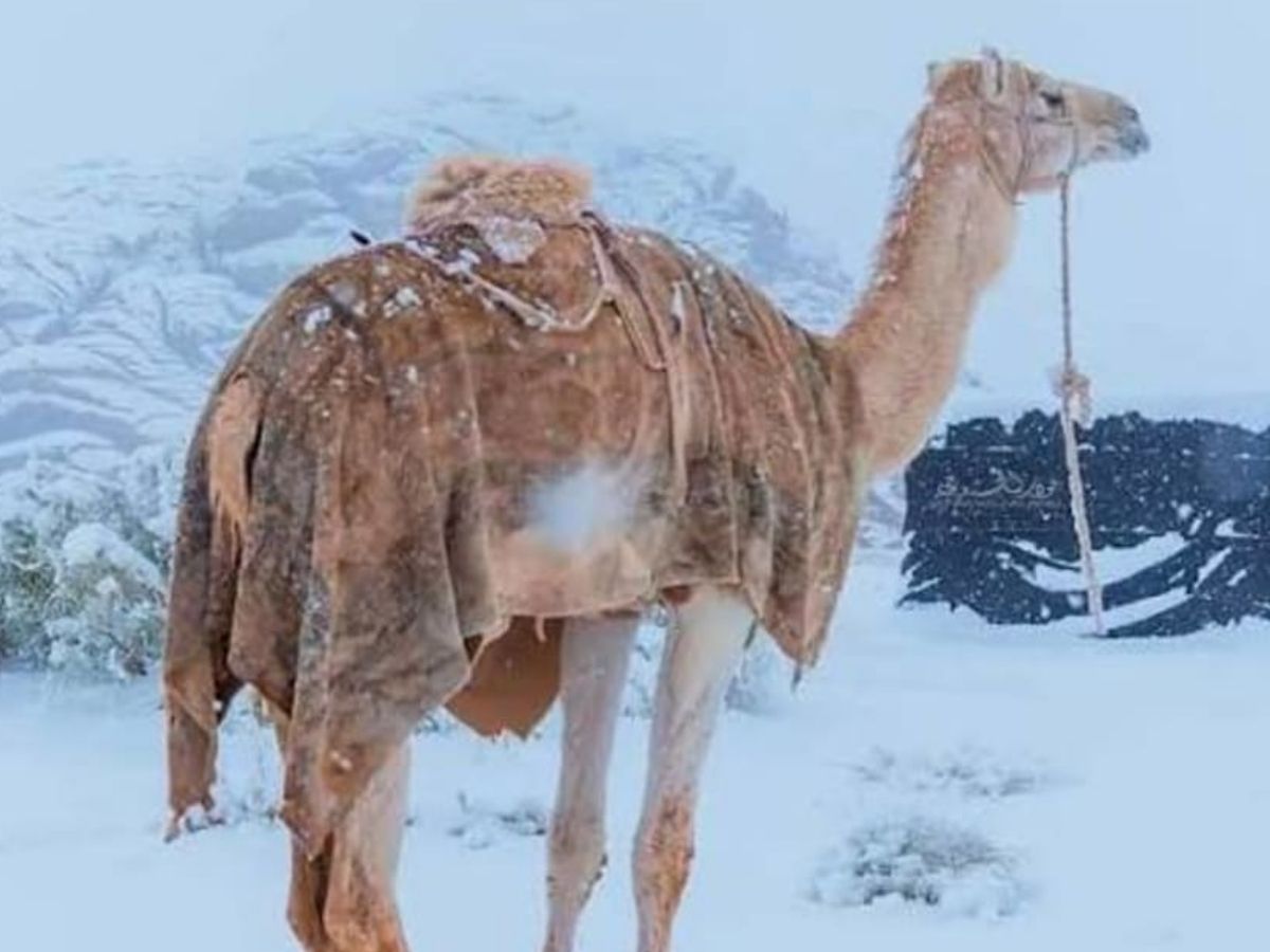 Saudi Arabia Snowfall: सऊदी अरब में बर्फबारी! 30 साल बाद दिखा कुदरत का करिश्मा, यहां देखें खूबसूरत तस्वीरें - Photo Gallery