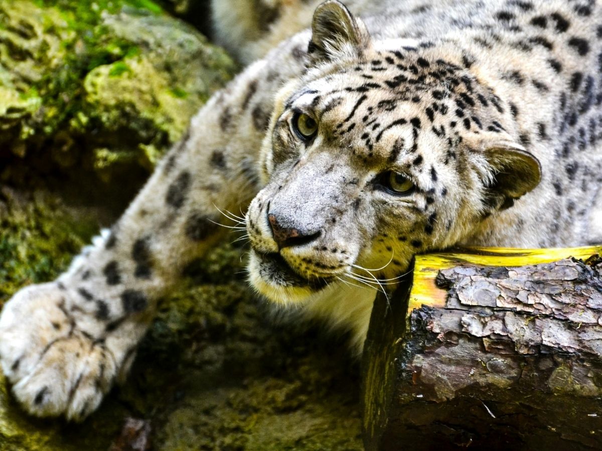 भारत में कहां-कहां रहते हैं हिम तेंदुए? लद्दाख के अलावा इन राज्यों में भी पहाड़ों के भूतों का खौफ - Photo Gallery