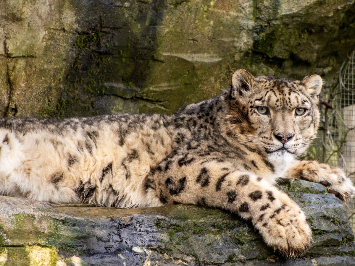 भारत में कहां-कहां रहते हैं हिम तेंदुए? लद्दाख के अलावा इन राज्यों में भी पहाड़ों के भूतों का खौफ - Photo Gallery