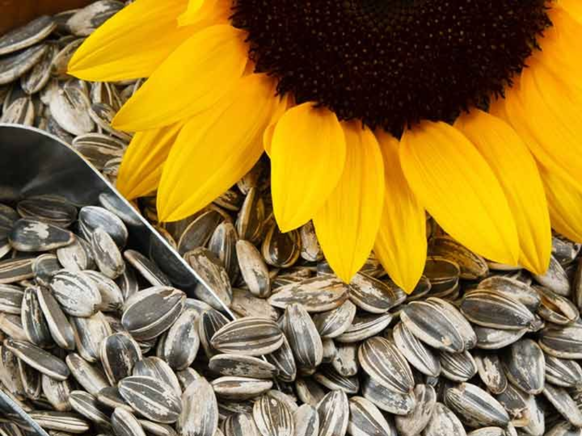 sunflower seeds - Photo Gallery