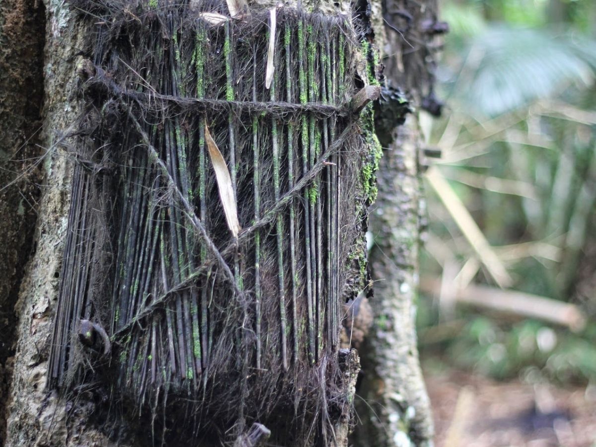 बच्चों को दफनाते हैं पेड़ में, आखिर कहां अपनाई जाती है ये अजब-गजब प्रथा और क्या है वजह? - Photo Gallery