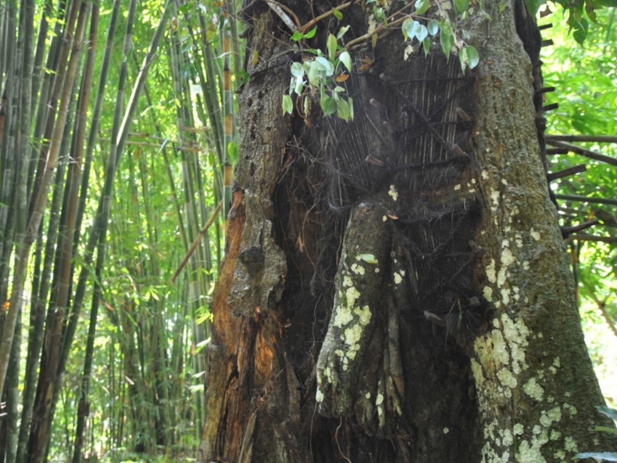 बच्चों को दफनाते हैं पेड़ में, आखिर कहां अपनाई जाती है ये अजब-गजब प्रथा और क्या है वजह? - Photo Gallery