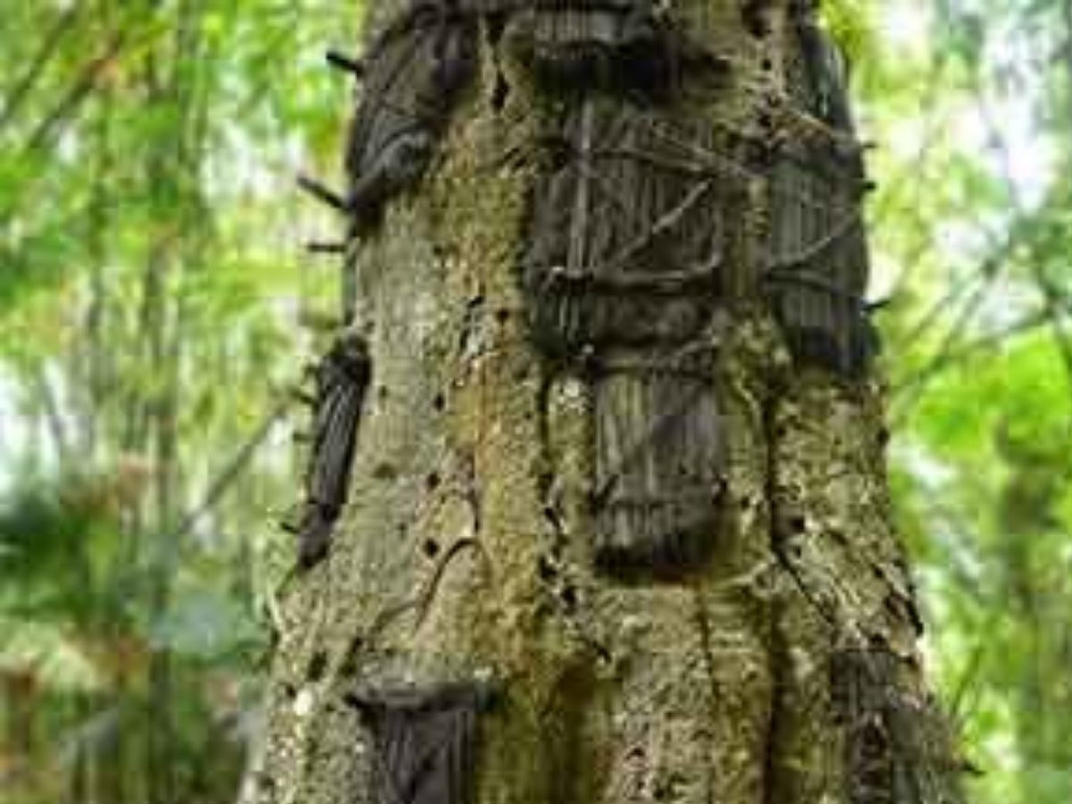 बच्चों को दफनाते हैं पेड़ में, आखिर कहां अपनाई जाती है ये अजब-गजब प्रथा और क्या है वजह? - Photo Gallery