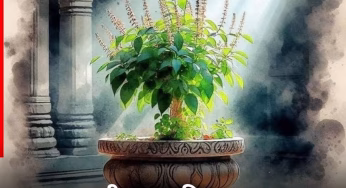 Tulsi Pujan Diwas 2025: 24 या 25 दिसंबर, कब है तुलसी पूजन दिवस? जानें सही डेट और पूजन विधि