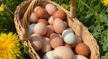 Explainer: क्या रोज अंडा खाना बढ़ाता है HDL Cholesterol? विशेषज्ञों की राय