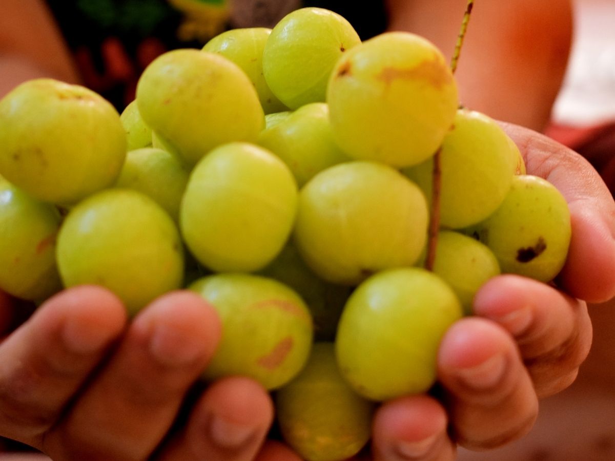 Winter Foods: क्या आप भी झेल रहे ठंड की मार और हो गए बीमार, तो इम्यूनिटी बढ़ाने के लिए डिनर-लंच में शामिल करें ये फूड - Photo Gallery