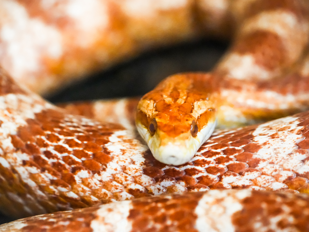 World’s Dangerous Snakes: स्वर्ग जैसी दिखने वाली ये जगहें असल में हैं ‘मौत का घर’, जहां हर कदम पर जहरीले सांपों का खतरा - Photo Gallery