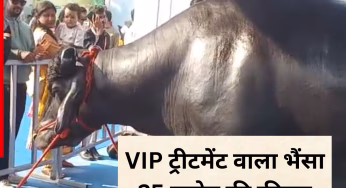 Video: VIP ट्रीटमेंट वाला भैंसा, 25 करोड़ की कीमत…20 लोगों की टीम देखरेख के लिए तैनात; देखने के लिए लोगों की उमड़ी भीड़
