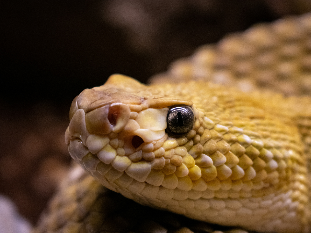 World’s Dangerous Snakes: स्वर्ग जैसी दिखने वाली ये जगहें असल में हैं ‘मौत का घर’, जहां हर कदम पर जहरीले सांपों का खतरा - Photo Gallery