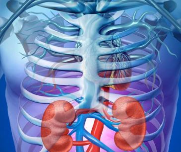 Kidney and Myoglobin - Photo Gallery
