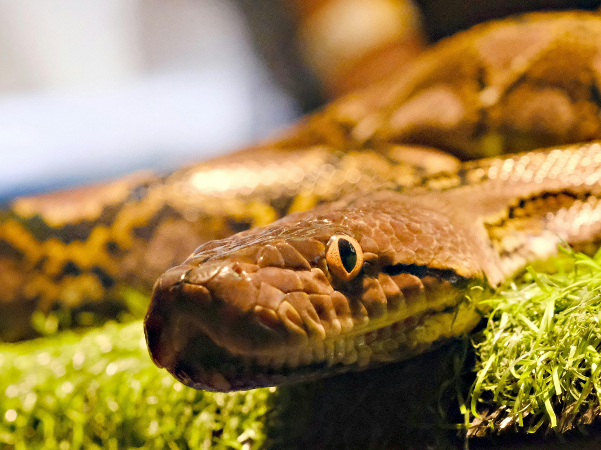 World’s Dangerous Snakes: स्वर्ग जैसी दिखने वाली ये जगहें असल में हैं ‘मौत का घर’, जहां हर कदम पर जहरीले सांपों का खतरा - Photo Gallery