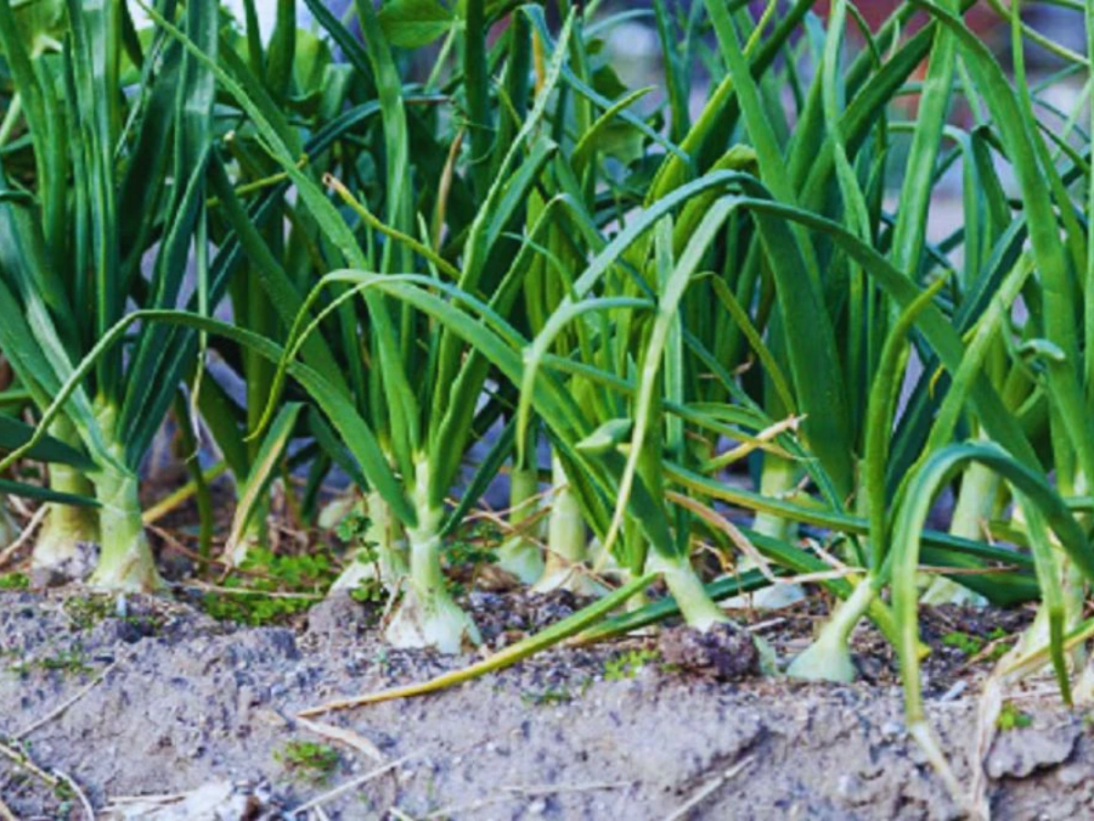 गर्मियां आने से पहले… बस घर में ले आएं ये 5 पौधे, कोसों दूर भाग जाएंगी छिपकली; यहां जानें इनके नाम - Photo Gallery