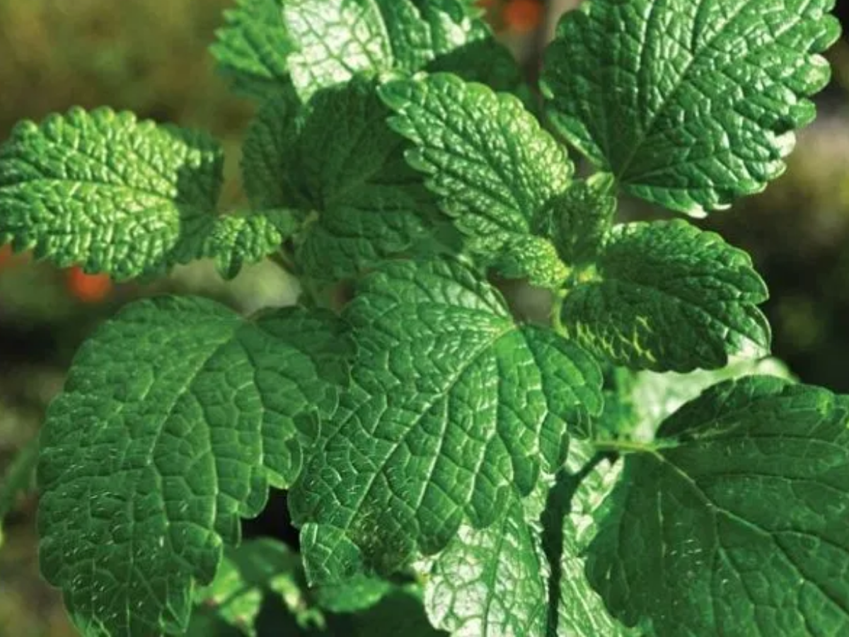 गर्मियां आने से पहले… बस घर में ले आएं ये 5 पौधे, कोसों दूर भाग जाएंगी छिपकली; यहां जानें इनके नाम - Photo Gallery