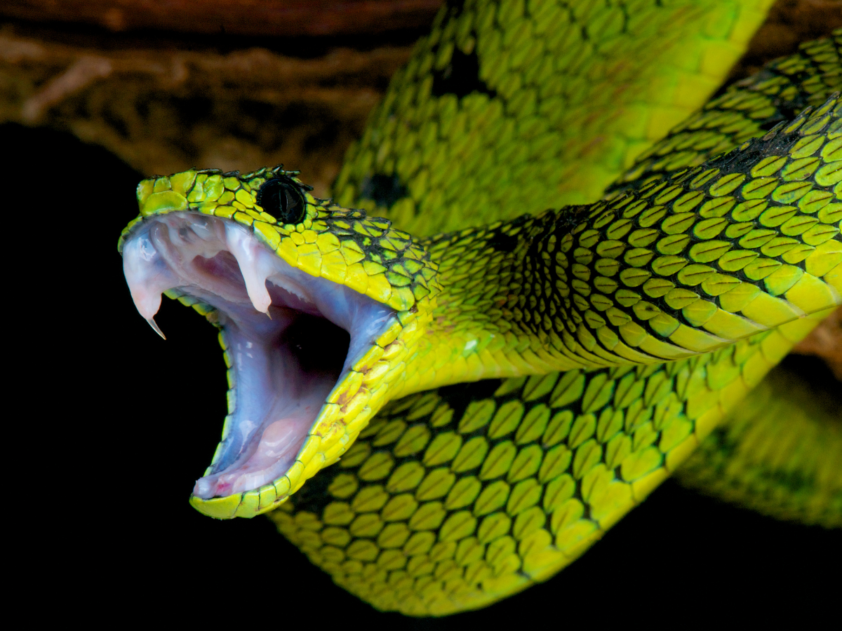 World’s Dangerous Snakes: स्वर्ग जैसी दिखने वाली ये जगहें असल में हैं ‘मौत का घर’, जहां हर कदम पर जहरीले सांपों का खतरा - Photo Gallery