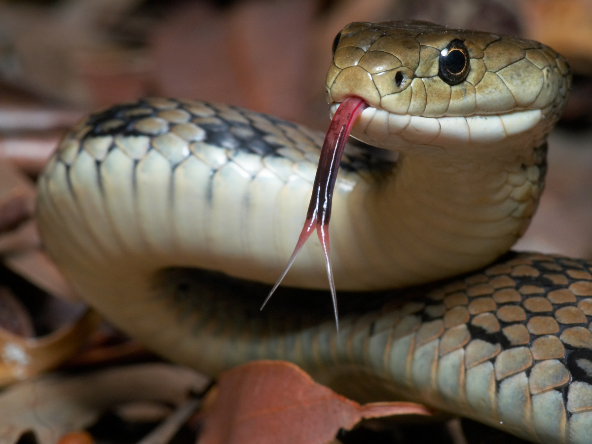 World’s Dangerous Snakes: स्वर्ग जैसी दिखने वाली ये जगहें असल में हैं ‘मौत का घर’, जहां हर कदम पर जहरीले सांपों का खतरा - Photo Gallery