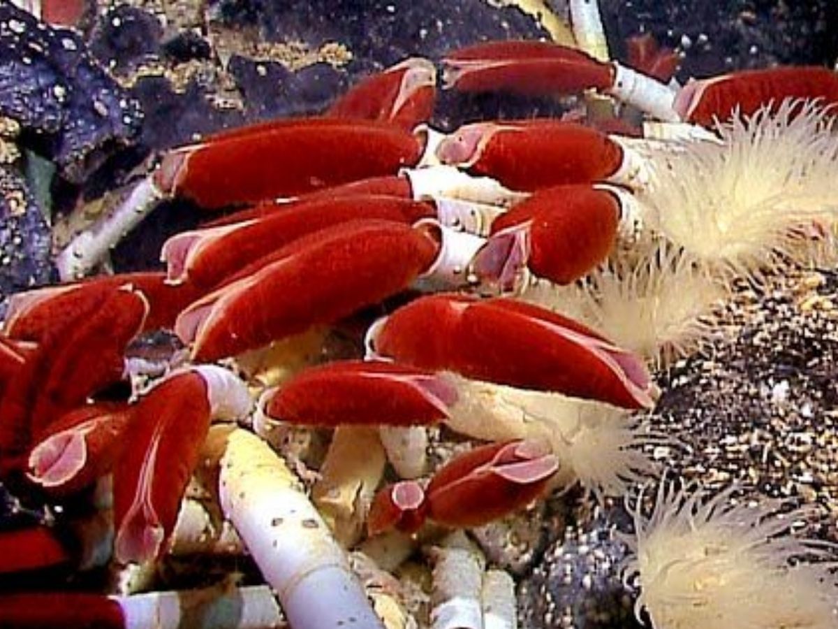 Animal Facts: फ्रीज हो जाने से लेकर 2 मील नीचे रहने तक! हर परिस्थिति में जिंदा रहते हैं ये ताकतवर जानवर; साइंस भी हैरान - Photo Gallery