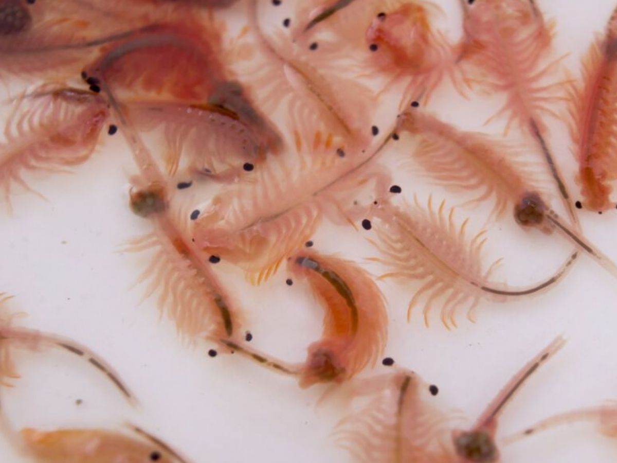 Animal Facts: फ्रीज हो जाने से लेकर 2 मील नीचे रहने तक! हर परिस्थिति में जिंदा रहते हैं ये ताकतवर जानवर; साइंस भी हैरान - Photo Gallery