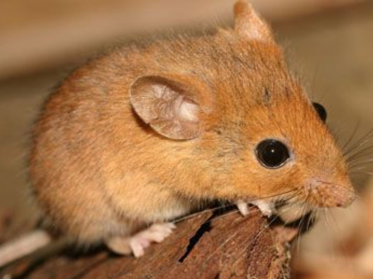 Animal Facts: फ्रीज हो जाने से लेकर 2 मील नीचे रहने तक! हर परिस्थिति में जिंदा रहते हैं ये ताकतवर जानवर; साइंस भी हैरान - Photo Gallery