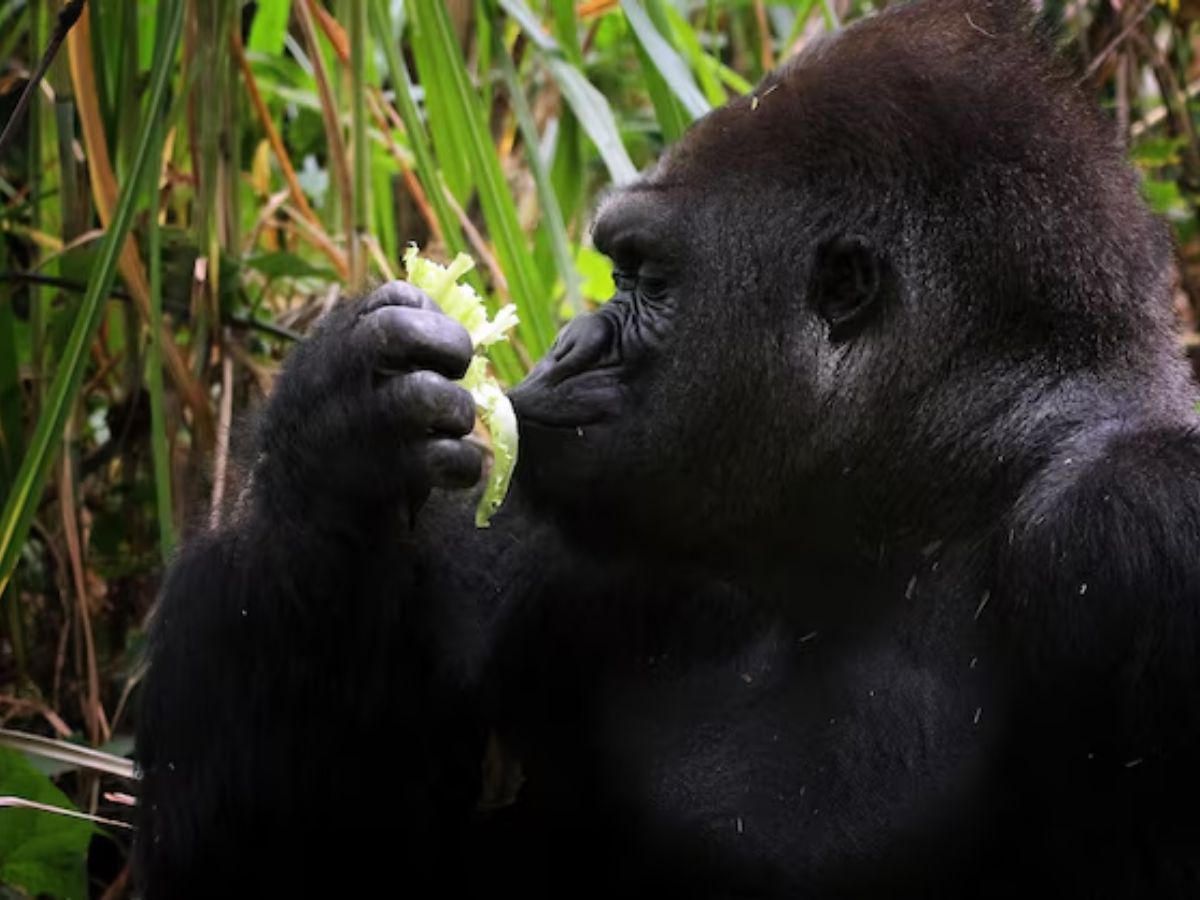 Animals 2 - Photo Gallery