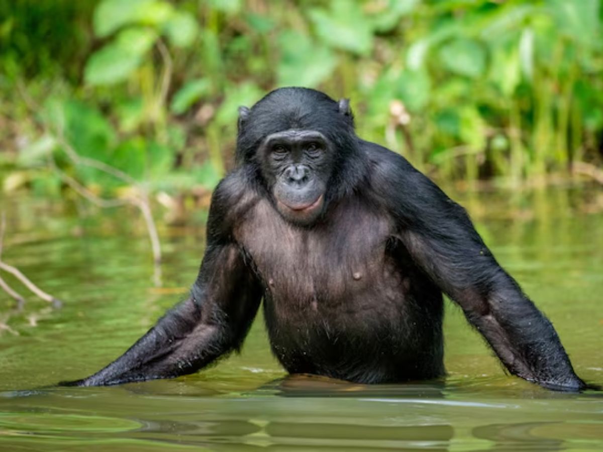 जानवरों की दुनिया में मादाओं का असली दबदबा, नर रह गए पीछे..! - Photo Gallery