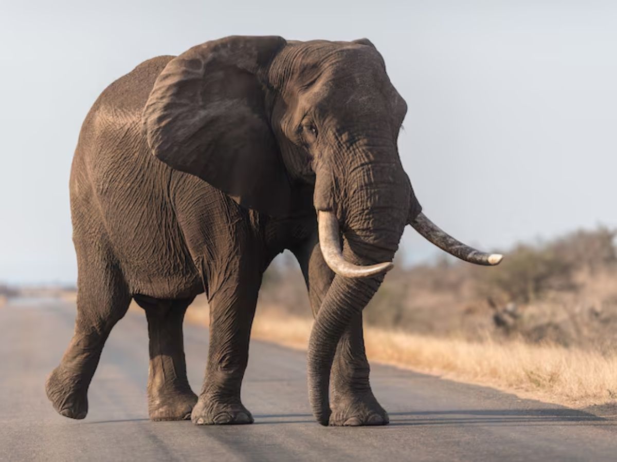 Animals 4 - Photo Gallery