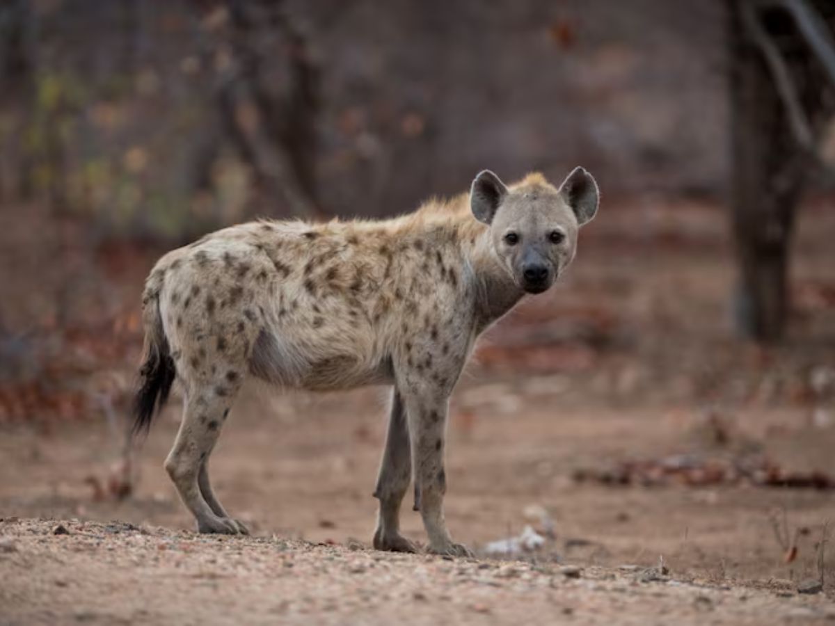 Animals 5 - Photo Gallery