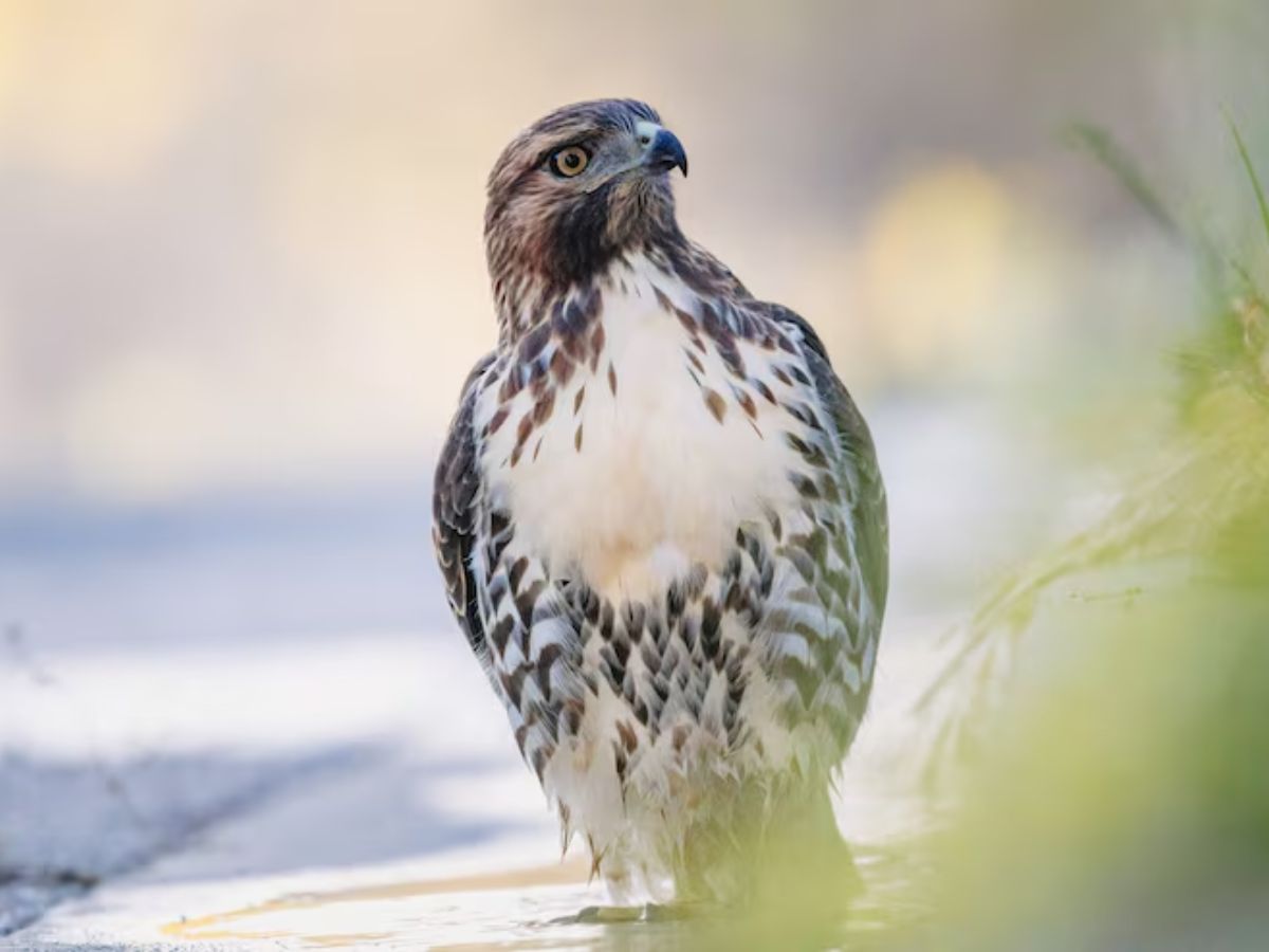 Animals 6 - Photo Gallery