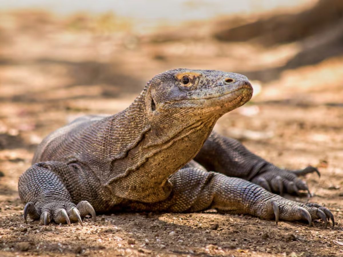 Animals 7 - Photo Gallery