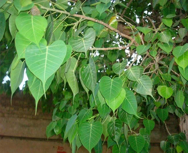 Mauni Amavasya 2026: मौनी अमावस्या पर इन 3 काम को करने से मिलेगी पितृ दोष से मुक्ति और तरक्की - Photo Gallery