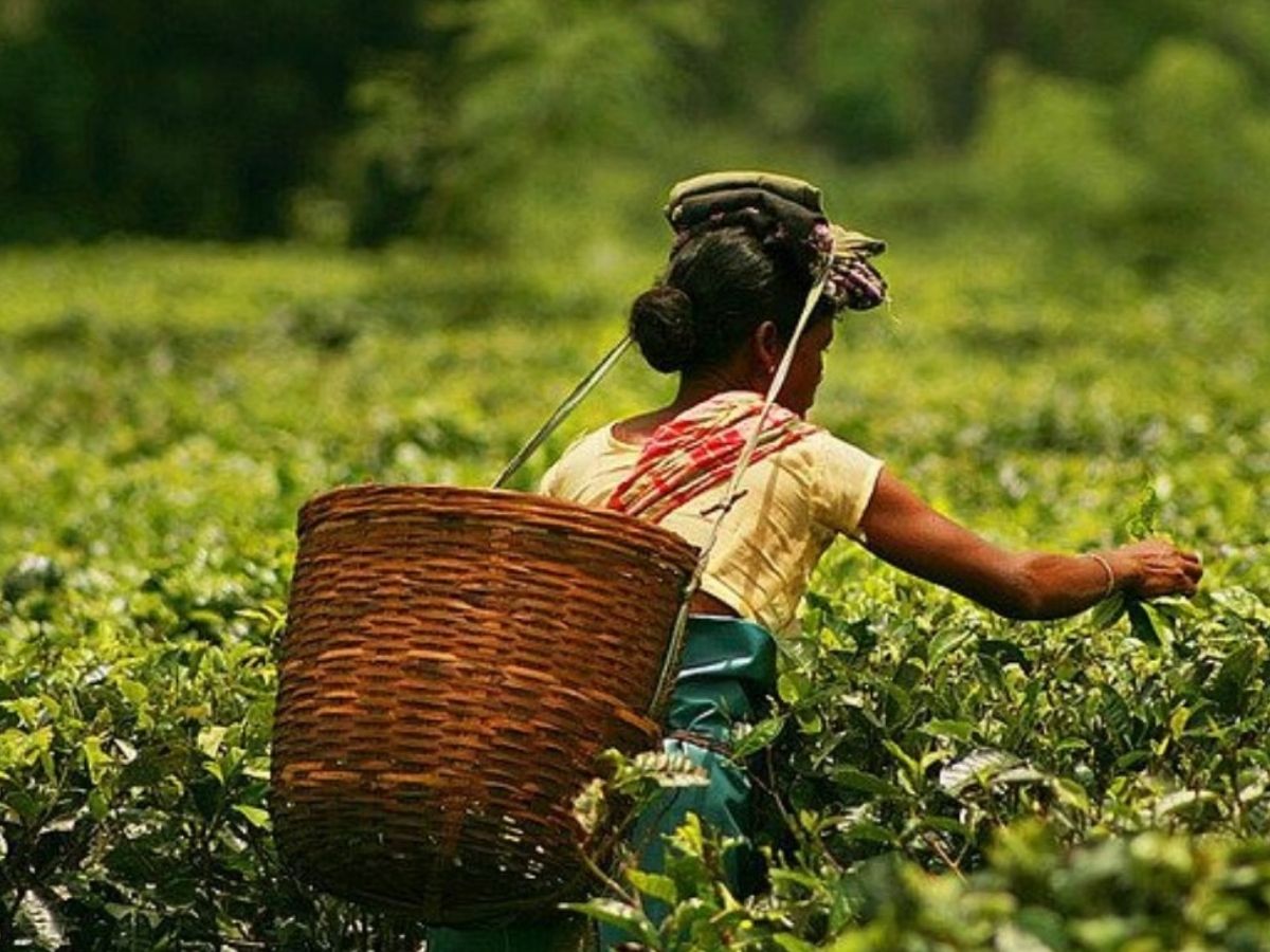 Famous tea varieties of Assam - Photo Gallery