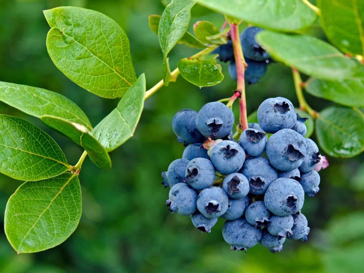 Best Diet: इन जादुई चीजों को डाइट में करें शामिल, कभी नहीं पड़ेगी डॉक्टर की जरूरत, 98 साल की बूढ़ी महिला ने बताया लंबी उम्र का राज - Photo Gallery