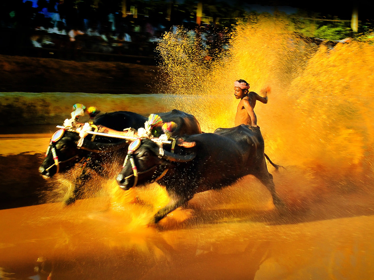 मेंढक की शादी से लेकर भैंस की दौड़ तक, भारत में धूमधाम ने मनाई जाती हैं ये अनोखी परंपराएं; जिन पर नहीं होगा यकीन - Photo Gallery