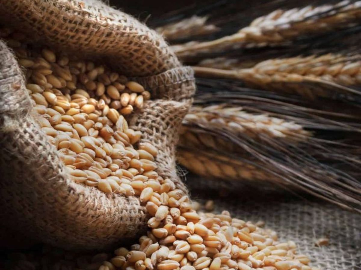 Magh Purnima 2026: माघ पूर्णिमा के दिन इन चीजों के महादान से दूर होंगे कष्ट और बढ़ेगा पुण्य - Photo Gallery