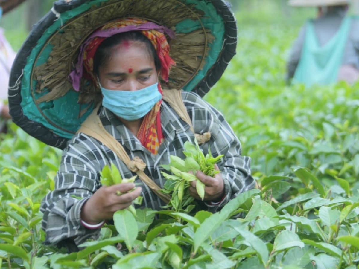 Major teaproducing regions of Assam - Photo Gallery