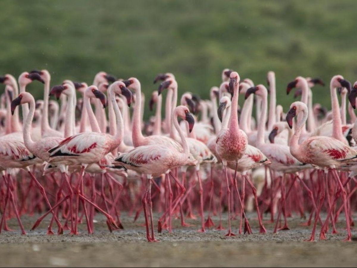 उत्तर-प्रदेश के एटा का पटना पक्षी विहार अब दुनिया के नक्शे में शामिल हो गया है. पटना पक्षी विहार अब रामसर साइट बन गया है. - Photo Gallery