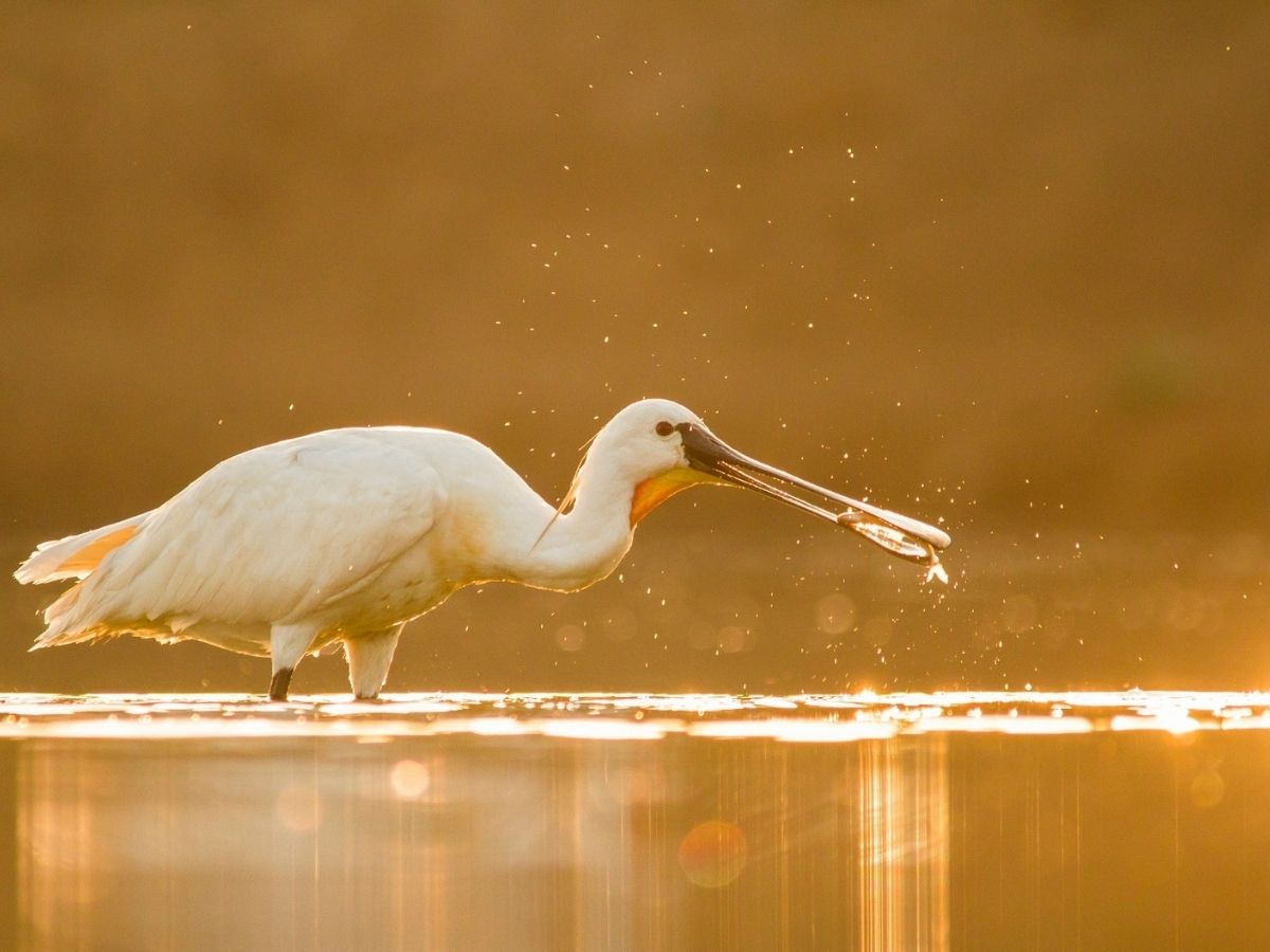 उत्तर-प्रदेश के एटा का पटना पक्षी विहार अब दुनिया के नक्शे में शामिल हो गया है. पटना पक्षी विहार अब रामसर साइट बन गया है. - Photo Gallery