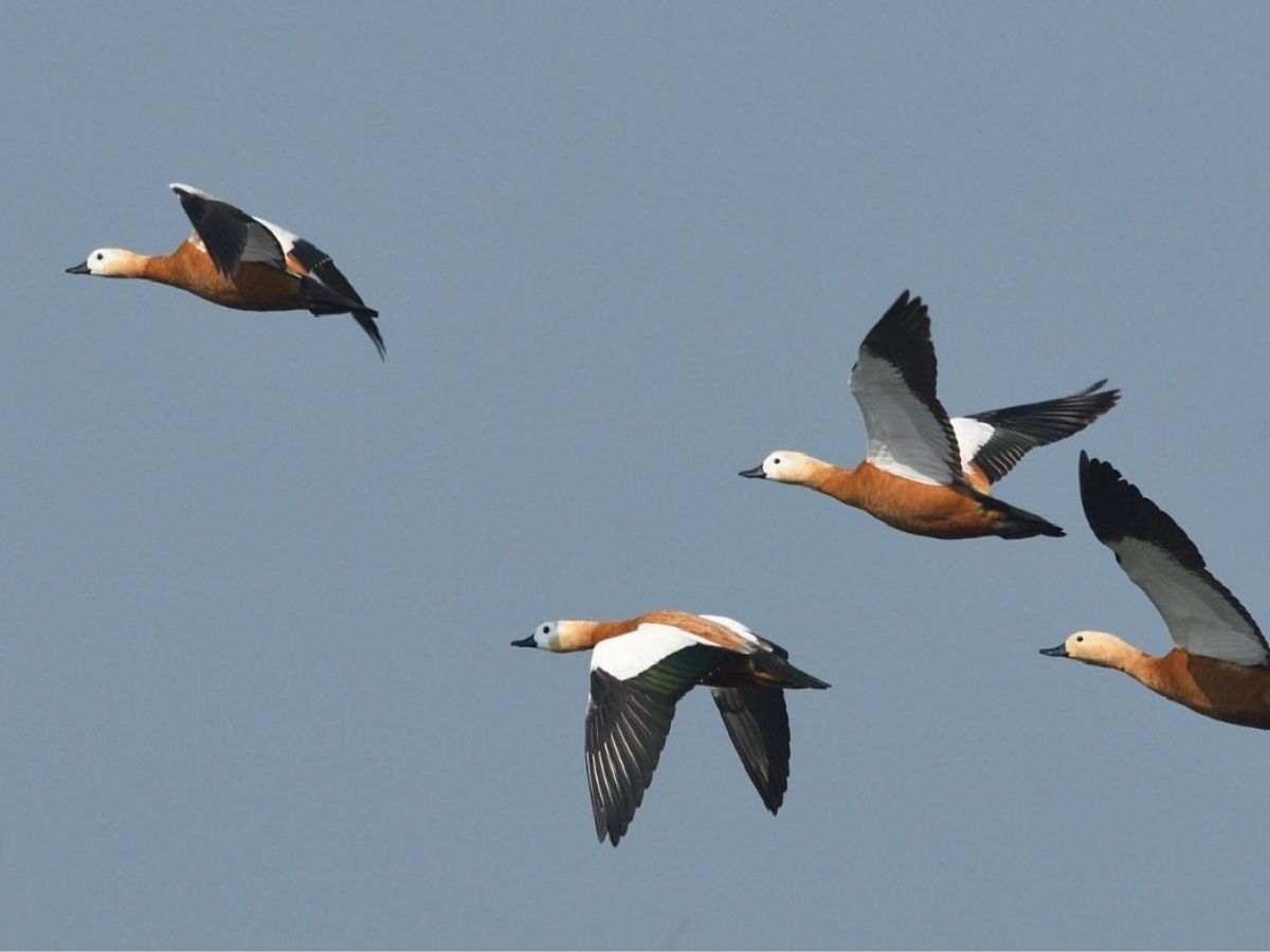 उत्तर-प्रदेश के एटा का पटना पक्षी विहार अब दुनिया के नक्शे में शामिल हो गया है. पटना पक्षी विहार अब रामसर साइट बन गया है. - Photo Gallery
