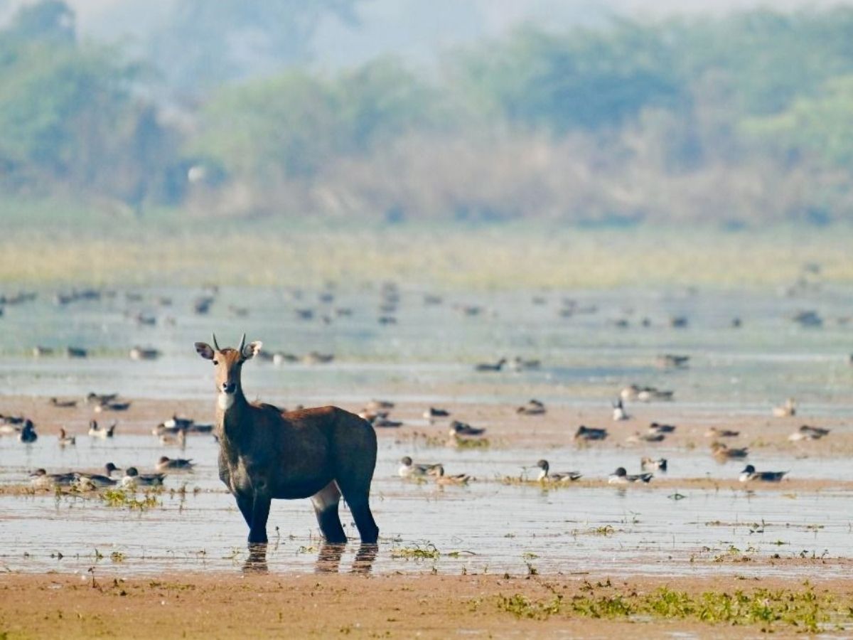 उत्तर-प्रदेश के एटा का पटना पक्षी विहार अब दुनिया के नक्शे में शामिल हो गया है. पटना पक्षी विहार अब रामसर साइट बन गया है. - Photo Gallery