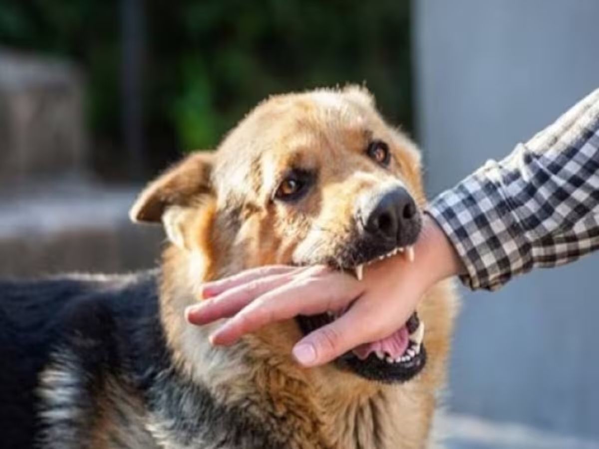 Rabies One vaccine will save you more than two vaccines - Photo Gallery