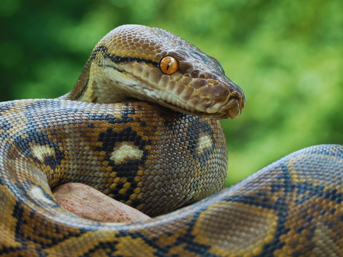 reticulated python